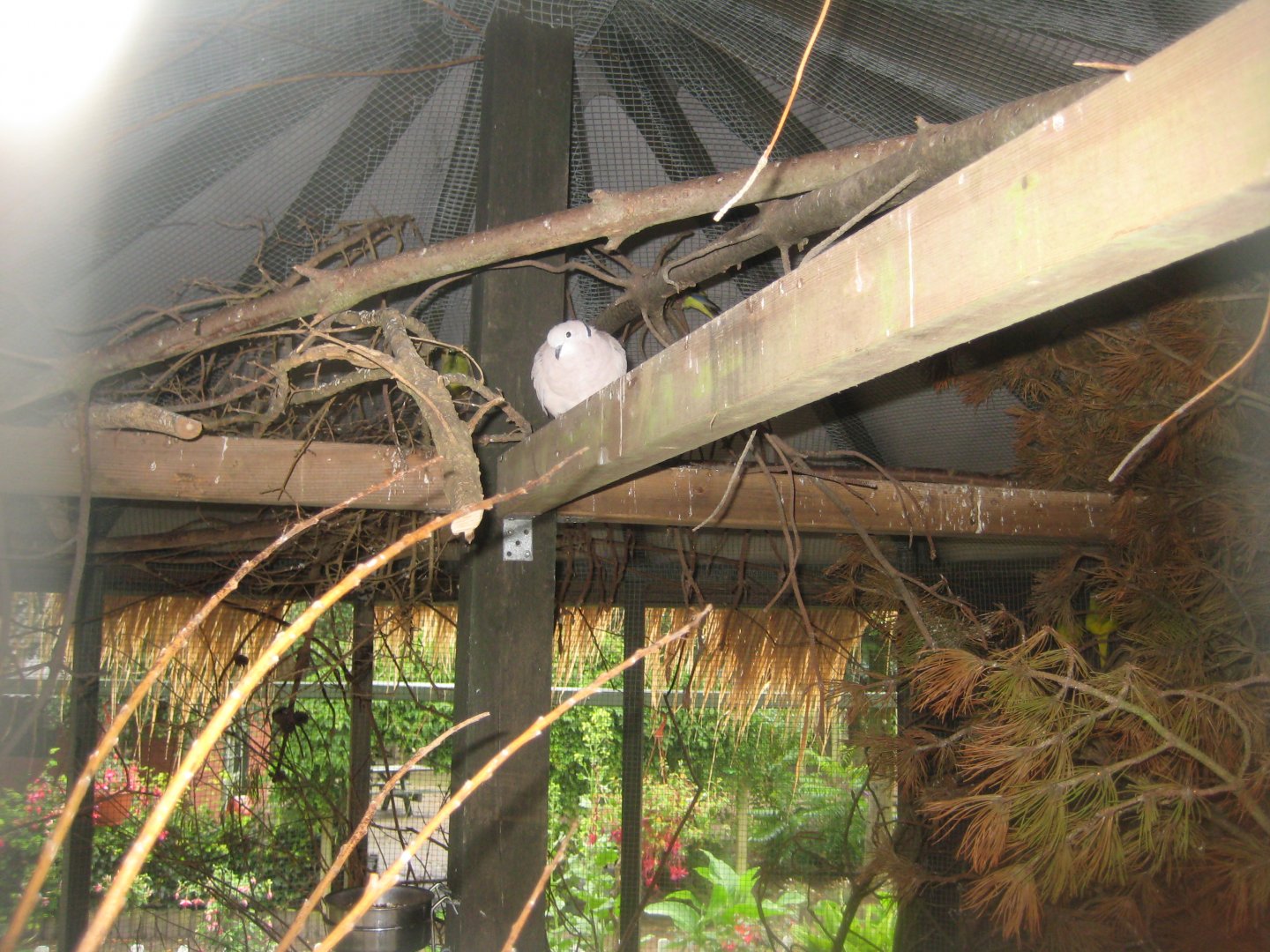 Glad Zoo - Mixed aviary