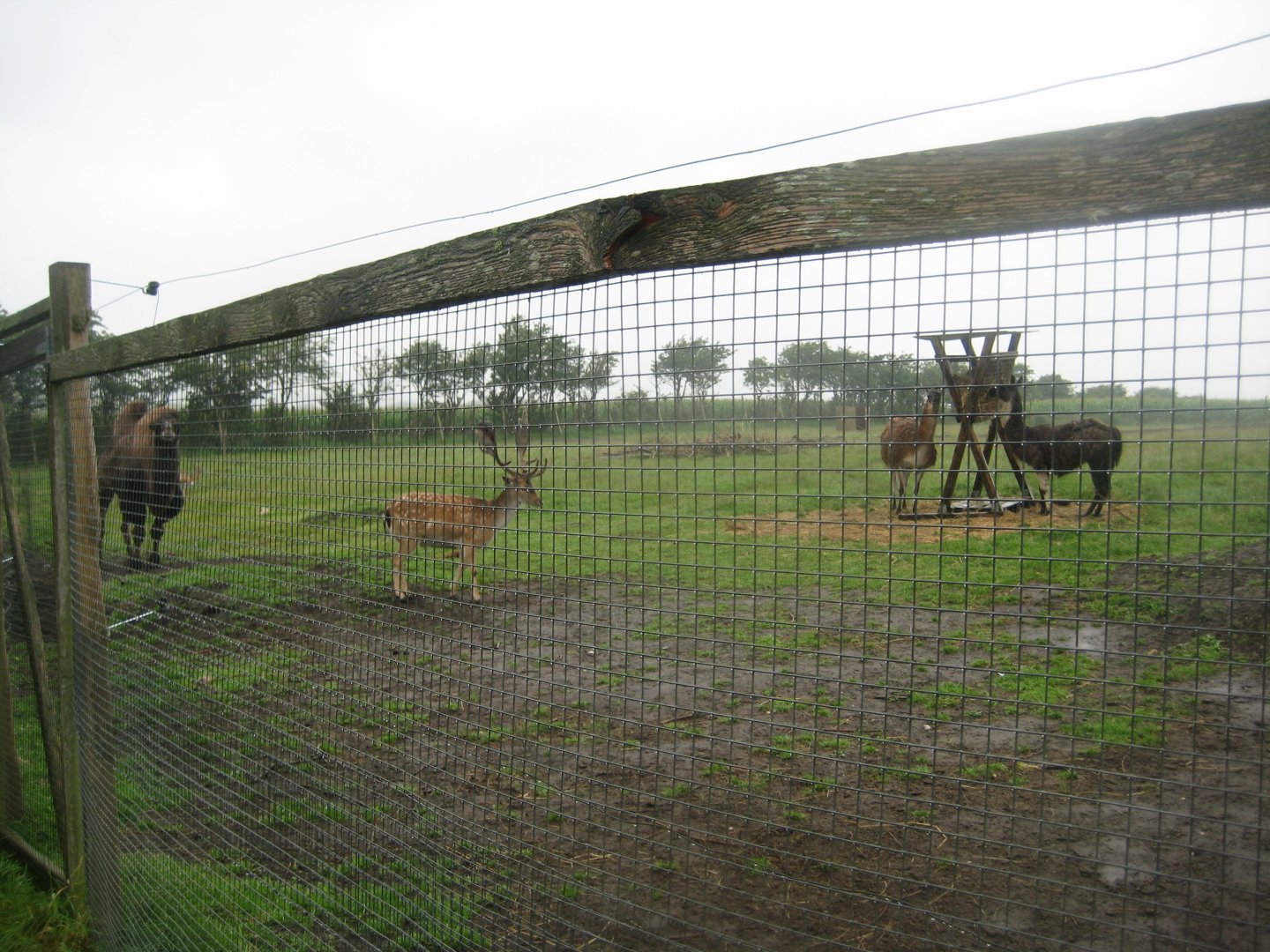 Glad Zoo - Mixed hoofstock enclosure