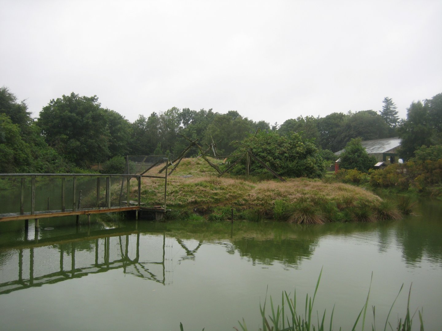 Glad Zoo - Patas monkey island