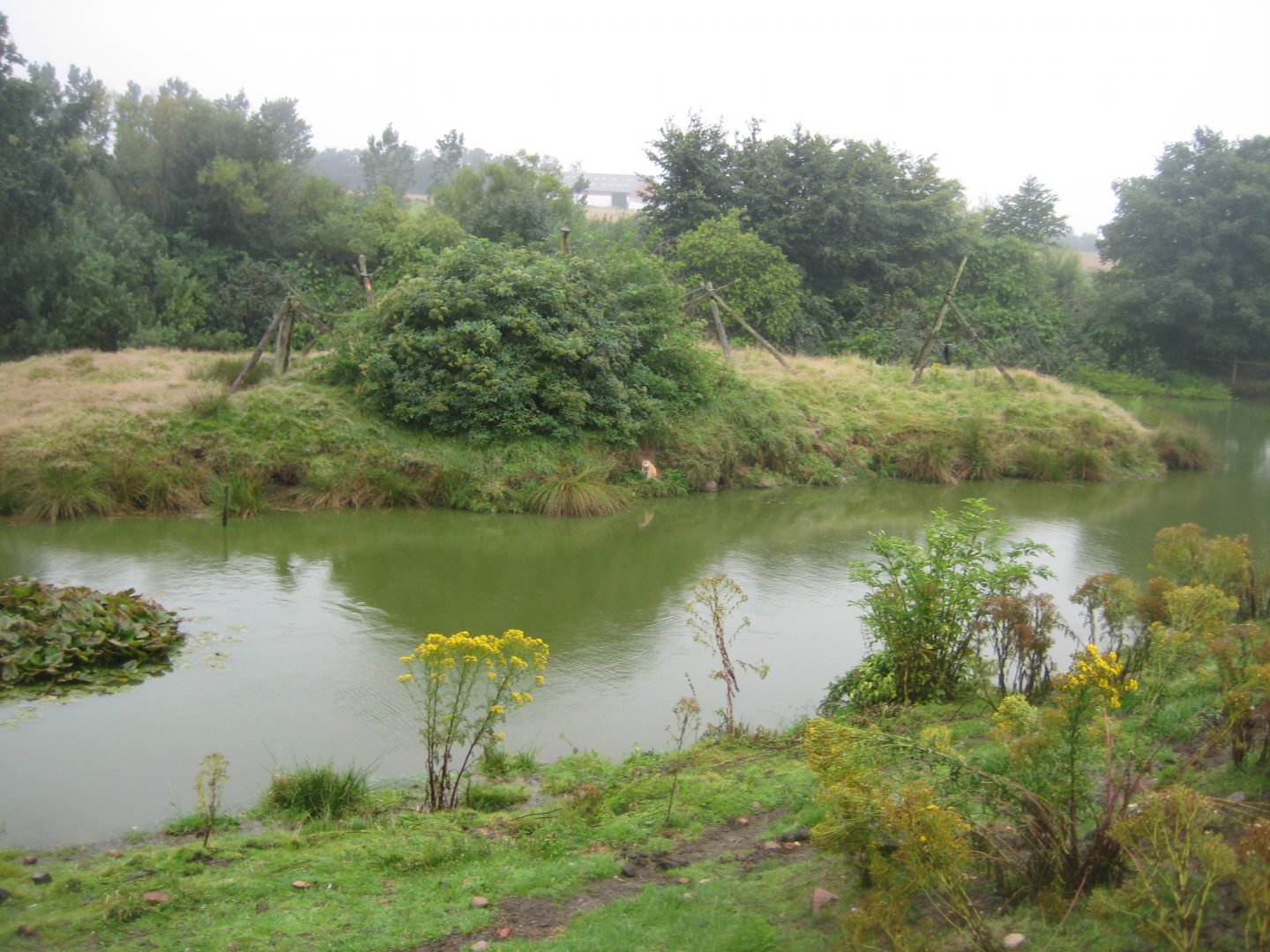 Glad Zoo - Patas monkey island