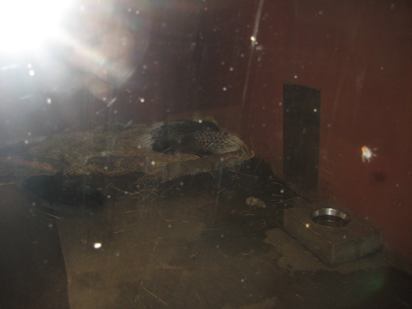 Glad Zoo - Porcupine exhibit