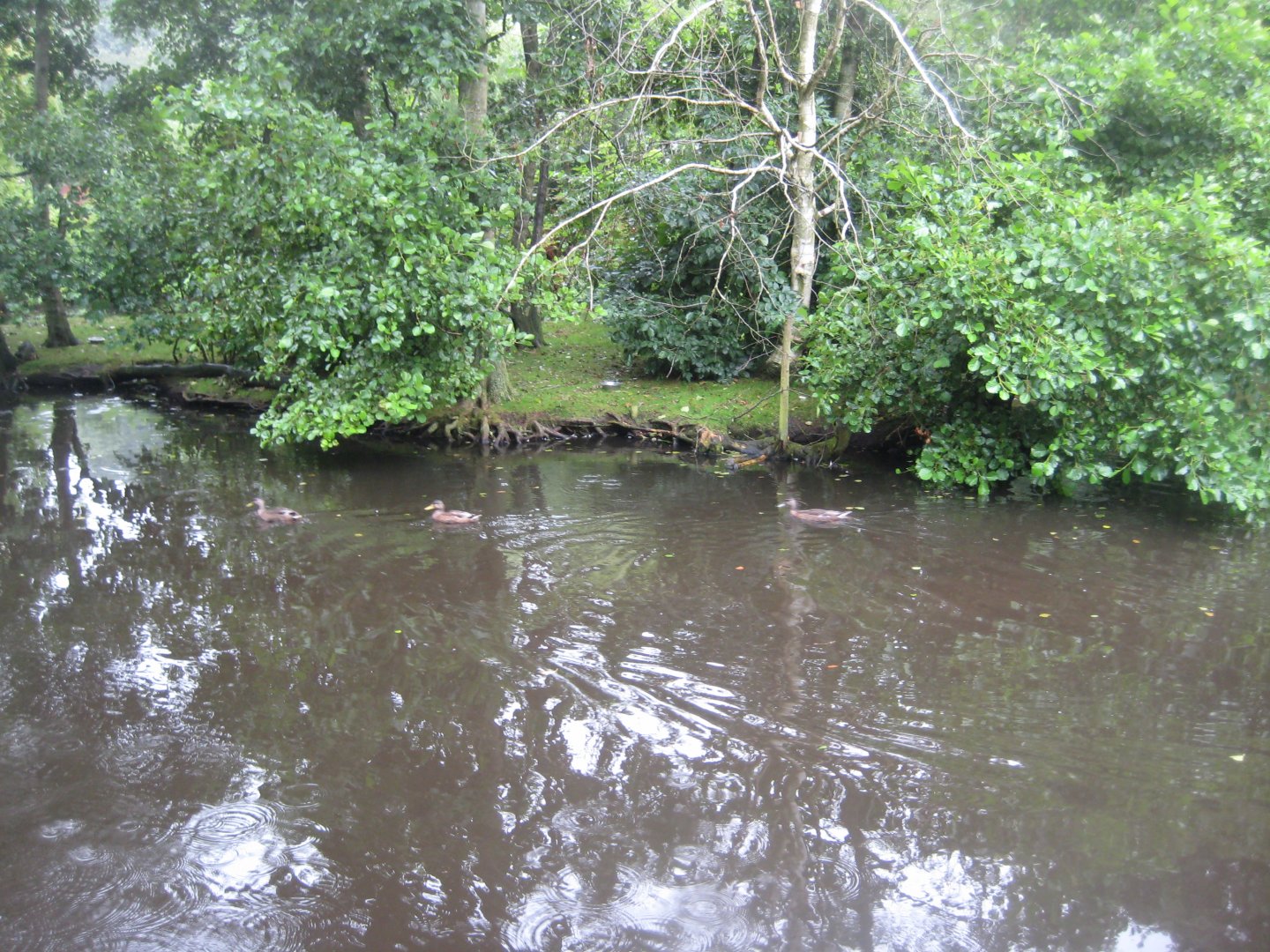 Glad Zoo - Ring-tailed lemur island