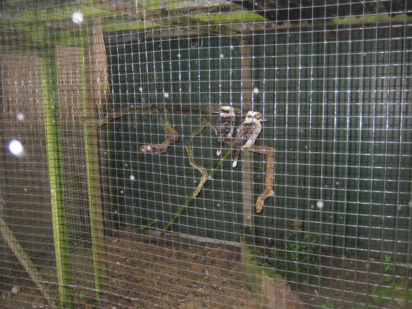 Glad Zoo - Secondary kookaburra aviary