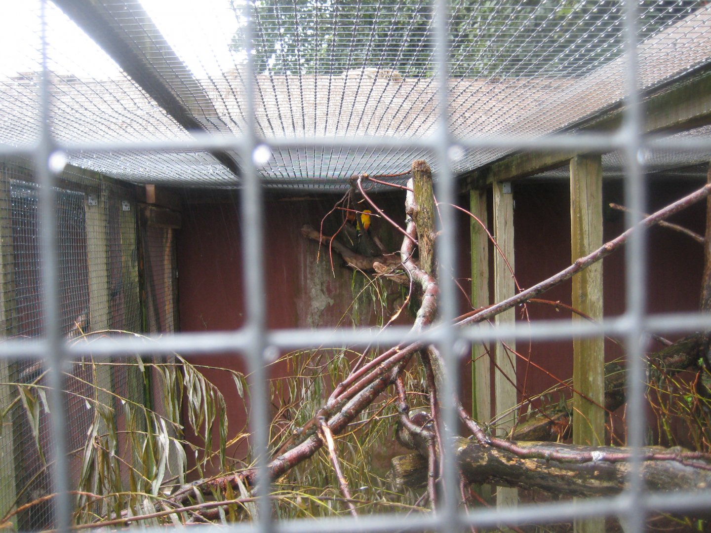 Glad Zoo - Sun conure aviary