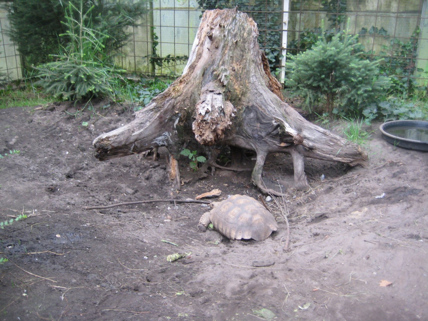 Glad Zoo - Tropical house - African spurred tortoise exhibit