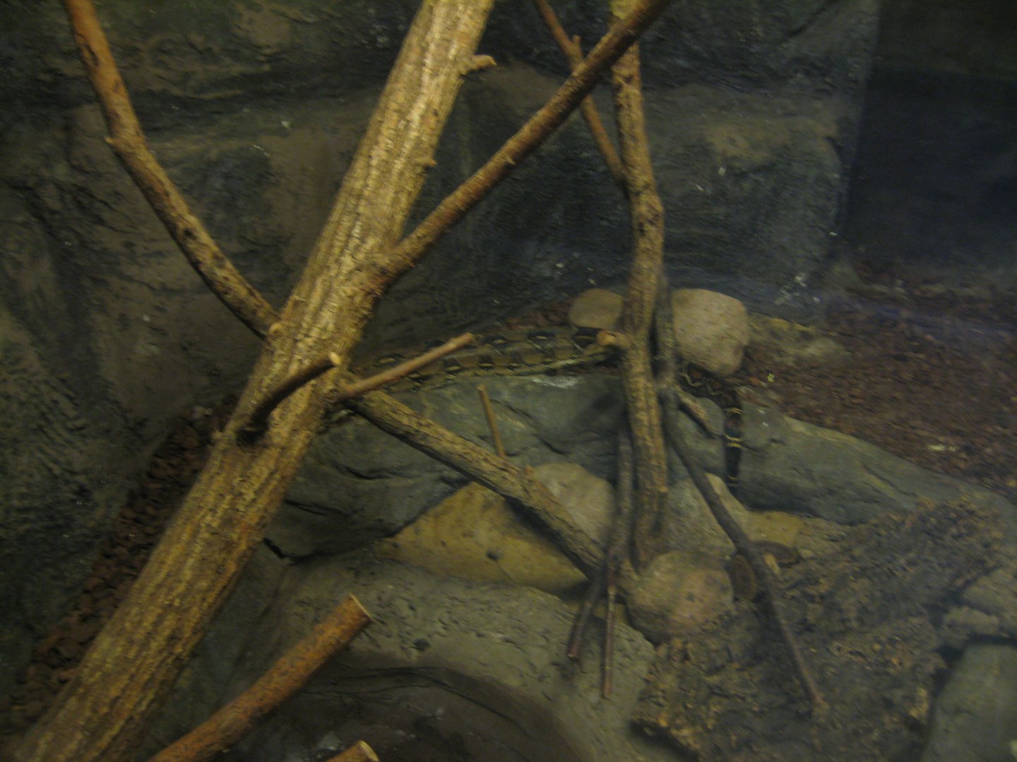 Glad Zoo - Tropical house - Boa constrictor exhibit