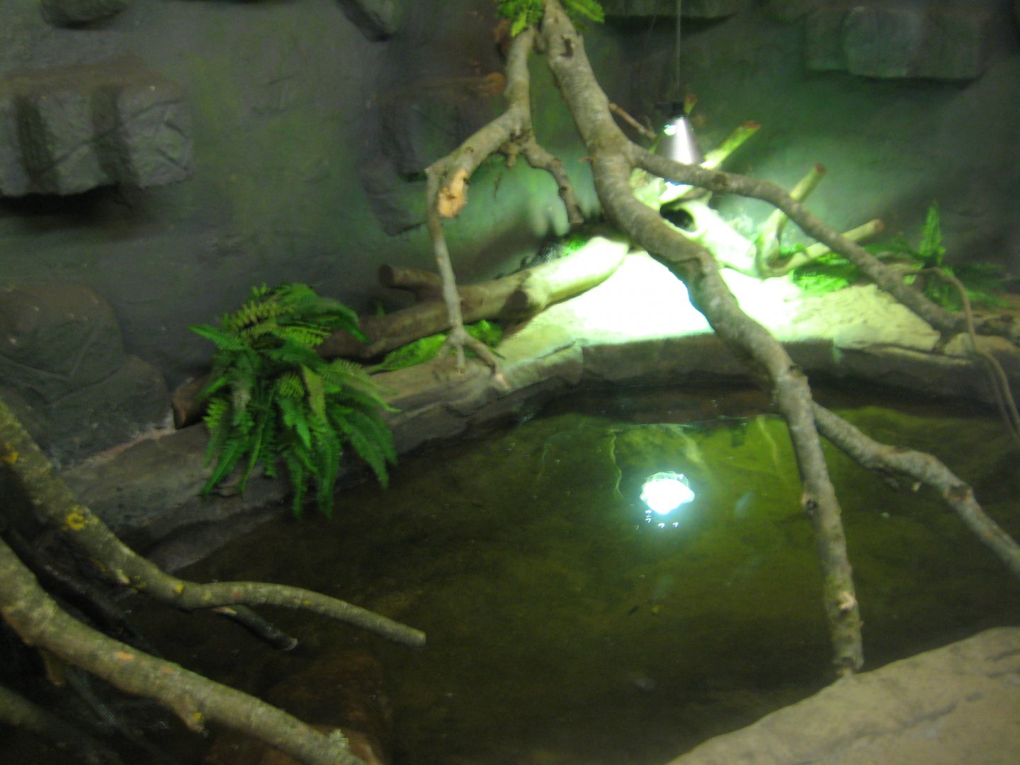 Glad Zoo - Tropical house - Caiman exhibit