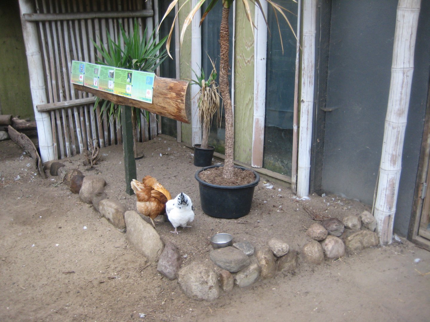 Glad Zoo - Tropical house - Free-flight hall