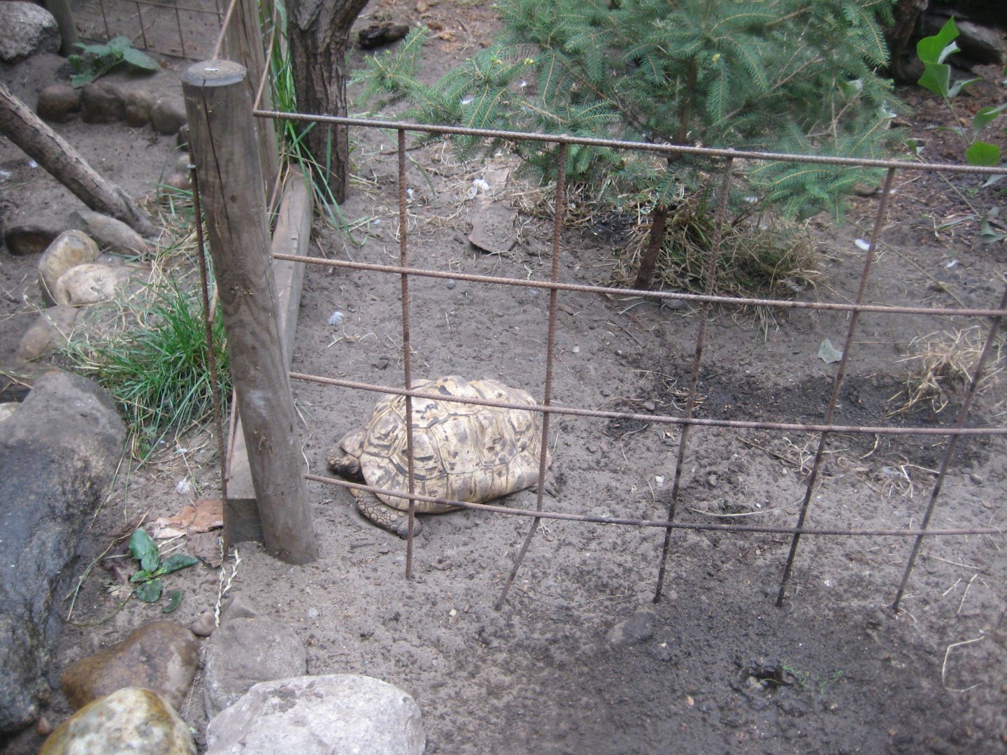 Glad Zoo - Tropical house - Leopard tortoise exhibit