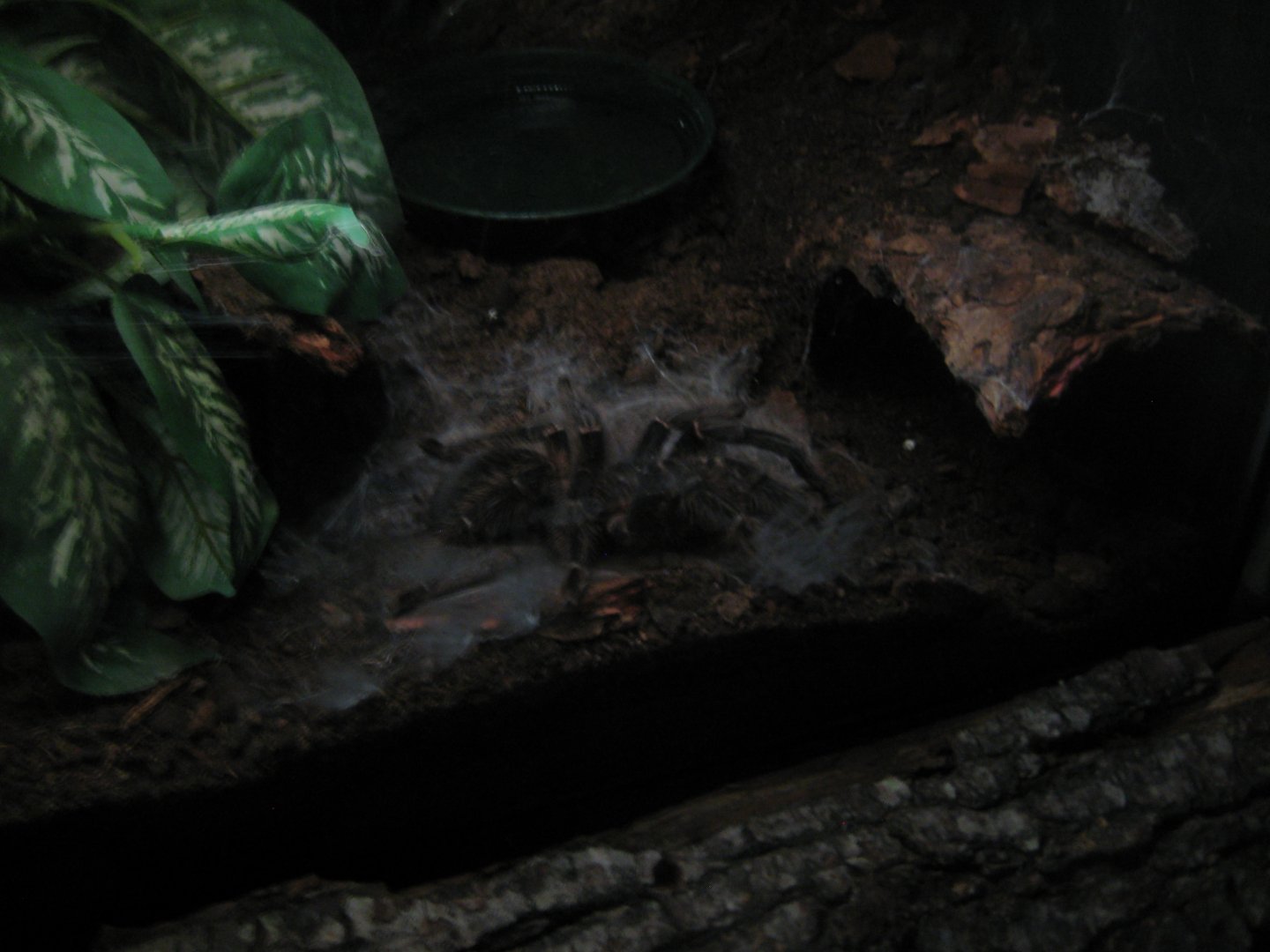 Glad Zoo - Tropical house - Tarantula exhibit