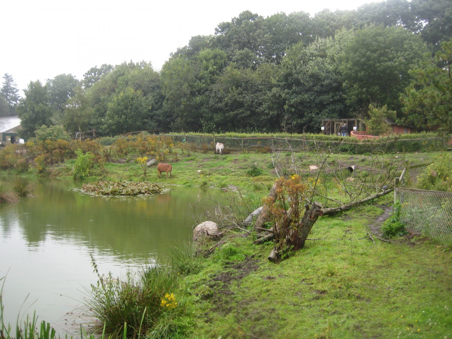 Glad Zoo - Zebu exhibit
