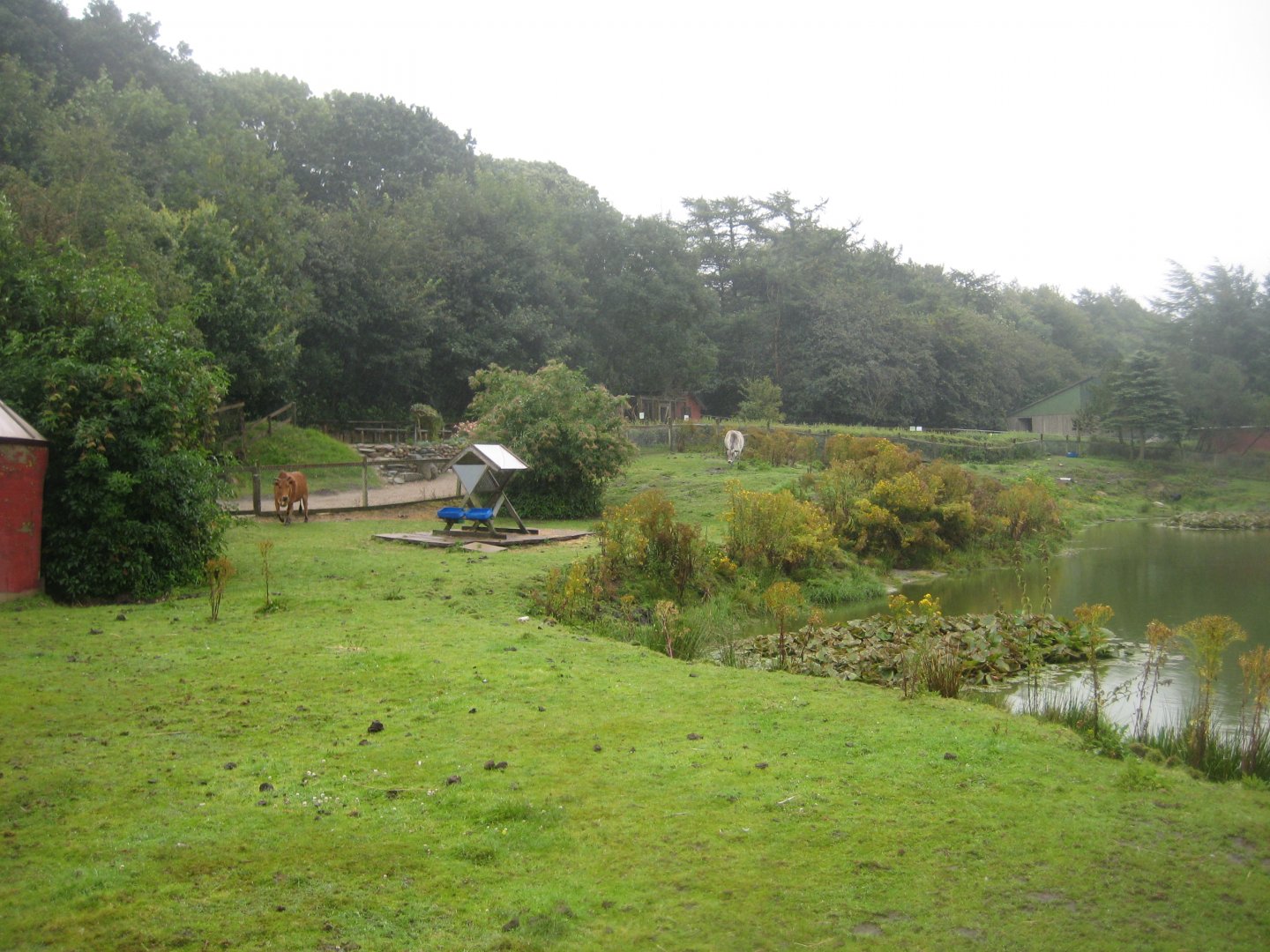 Glad Zoo - Zebu exhibit