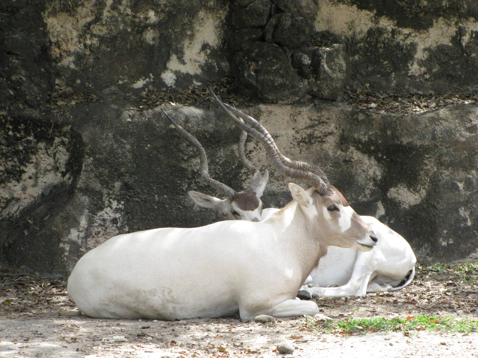 Gladys Porter Zoo 2010 - Addax