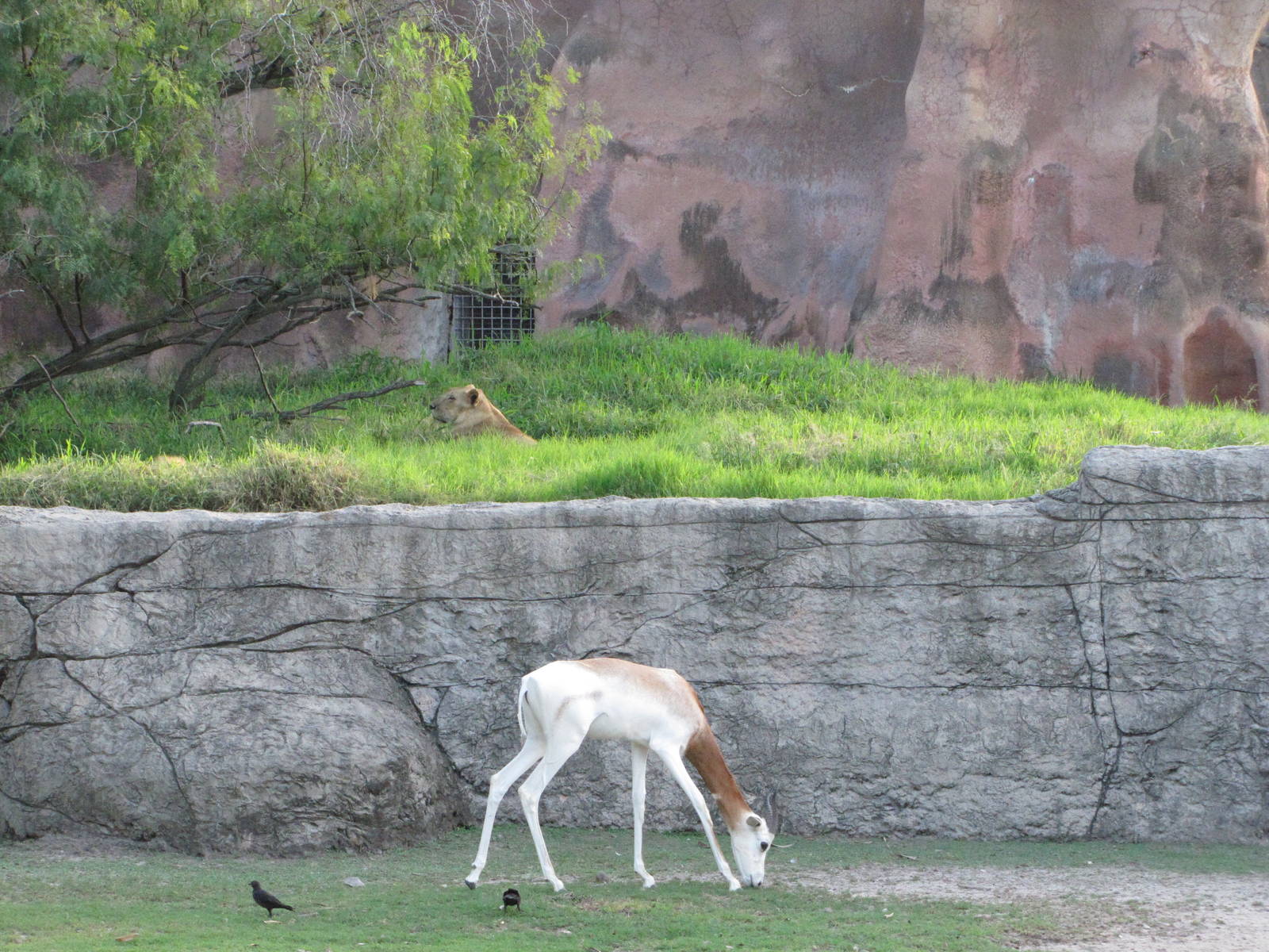 Gladys Porter Zoo 2010 - Addra Gazelle and African Lion