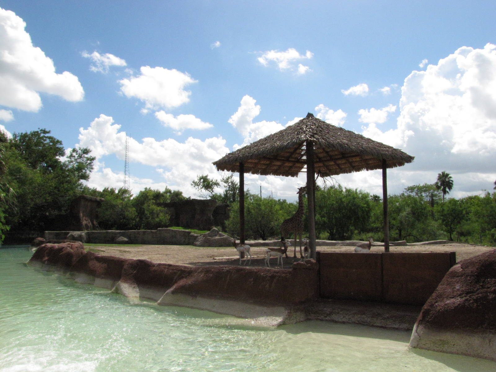 Gladys Porter Zoo 2010 - Addra Gazelle and Reticulated Giraffe exhibit