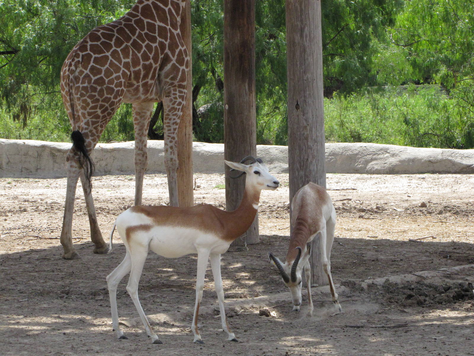 Gladys Porter Zoo 2010 - Addra Gazelle and Reticulated Giraffe
