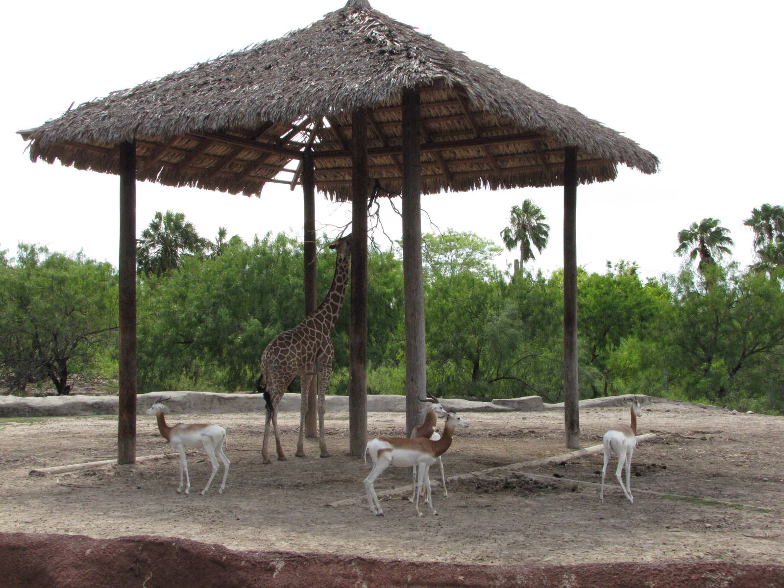 Gladys Porter Zoo 2010 - Addra Gazelle and Reticulated Giraffe
