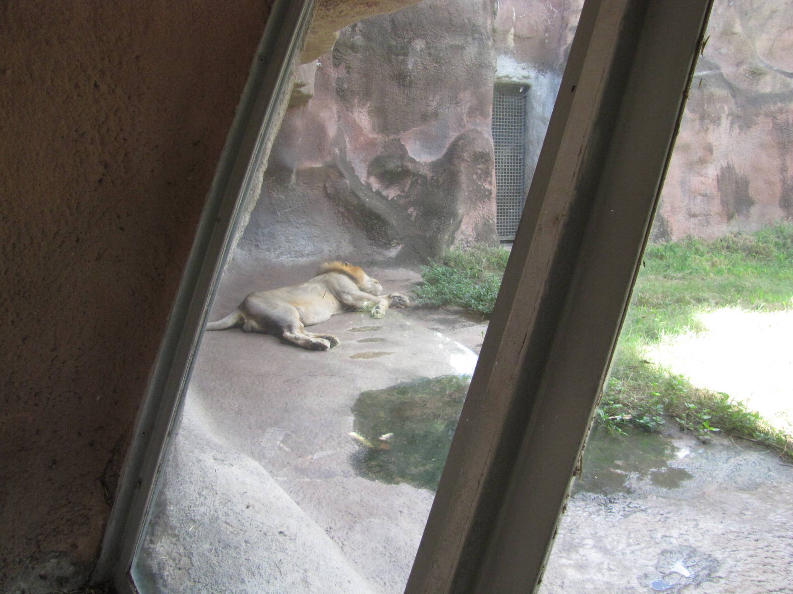 Gladys Porter Zoo 2010 - African Lion