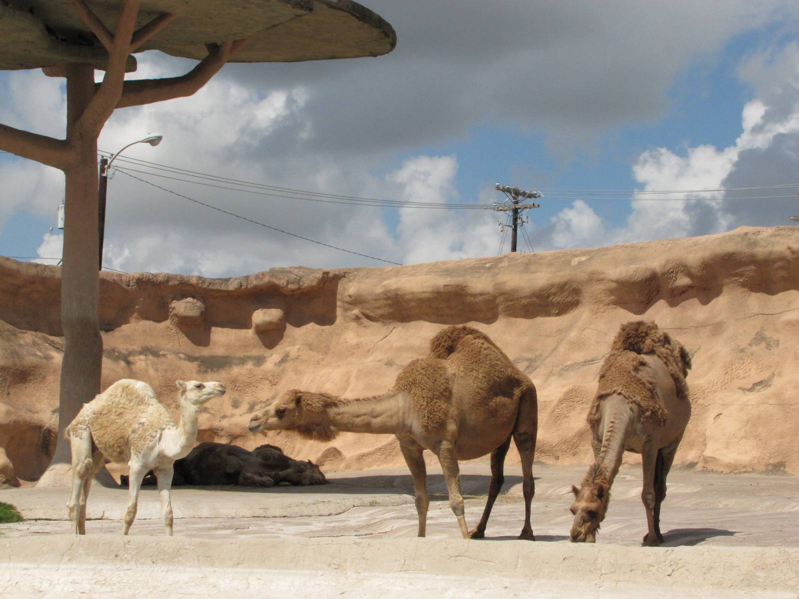 Gladys Porter Zoo 2010 - Arabian Camels