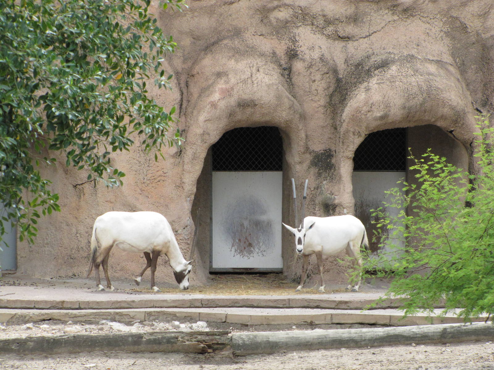 Gladys Porter Zoo 2010 - Arabian Oryx