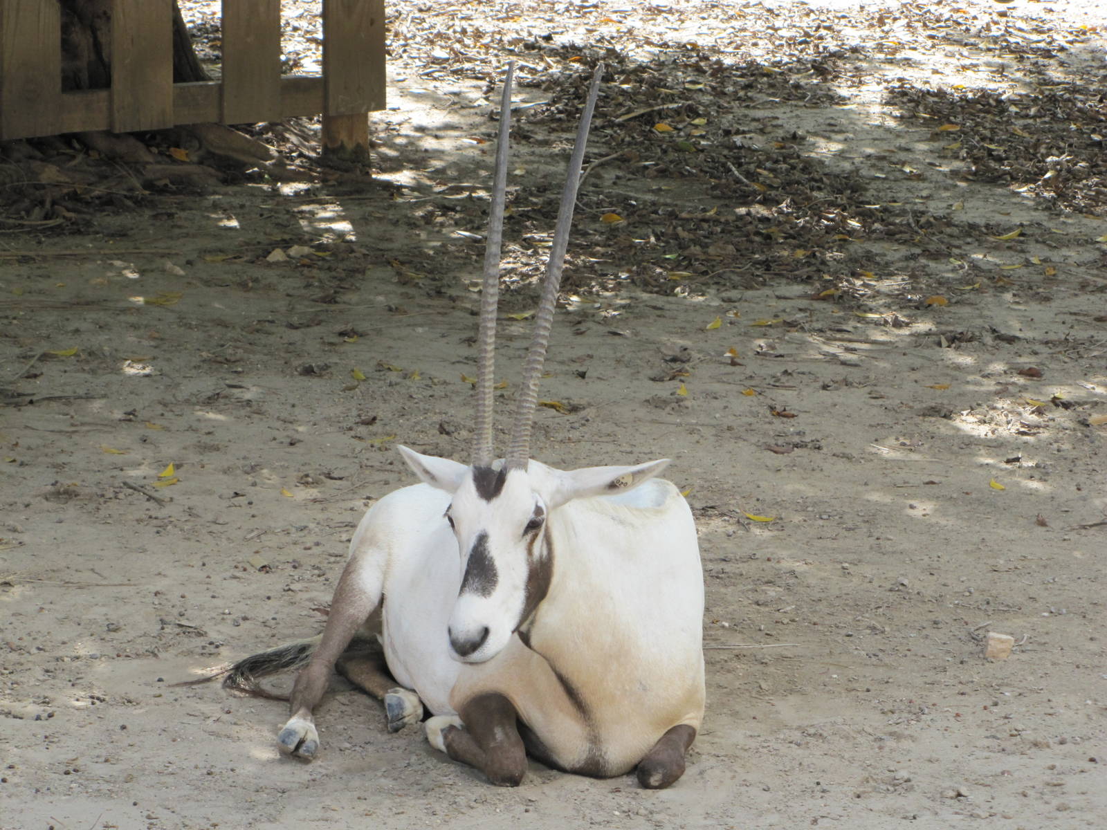 Gladys Porter Zoo 2010 - Arabian Oryx