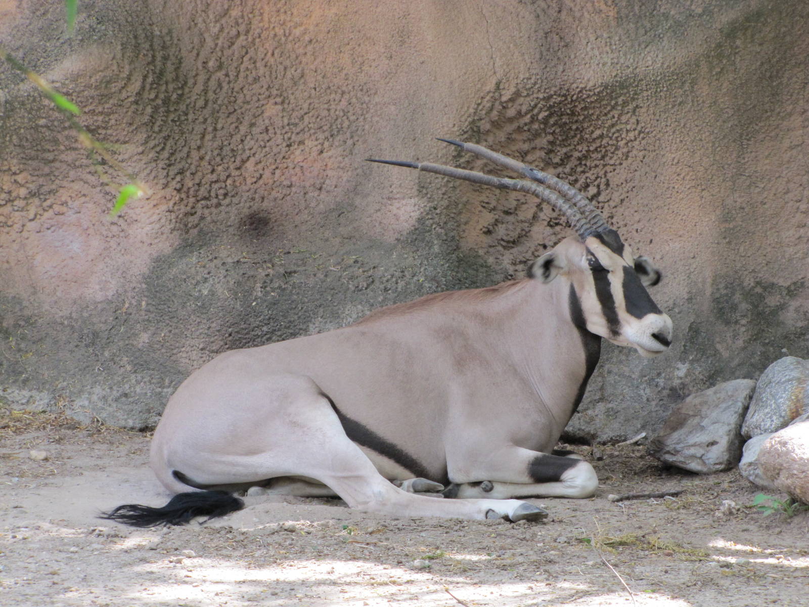 Gladys Porter Zoo 2010 - Beisa Oryx