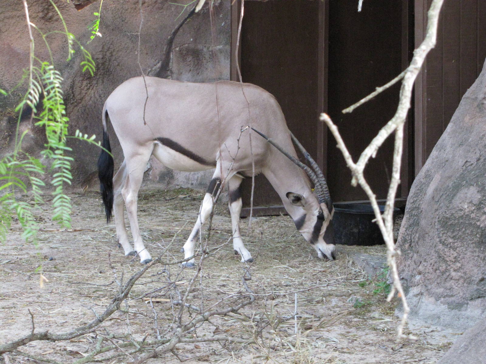 Gladys Porter Zoo 2010 - Beisa Oryx