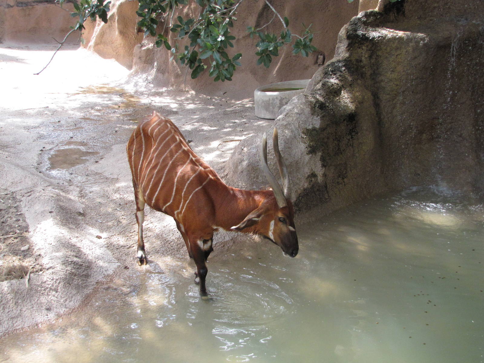 Gladys Porter Zoo 2010 - Bongo enters the water