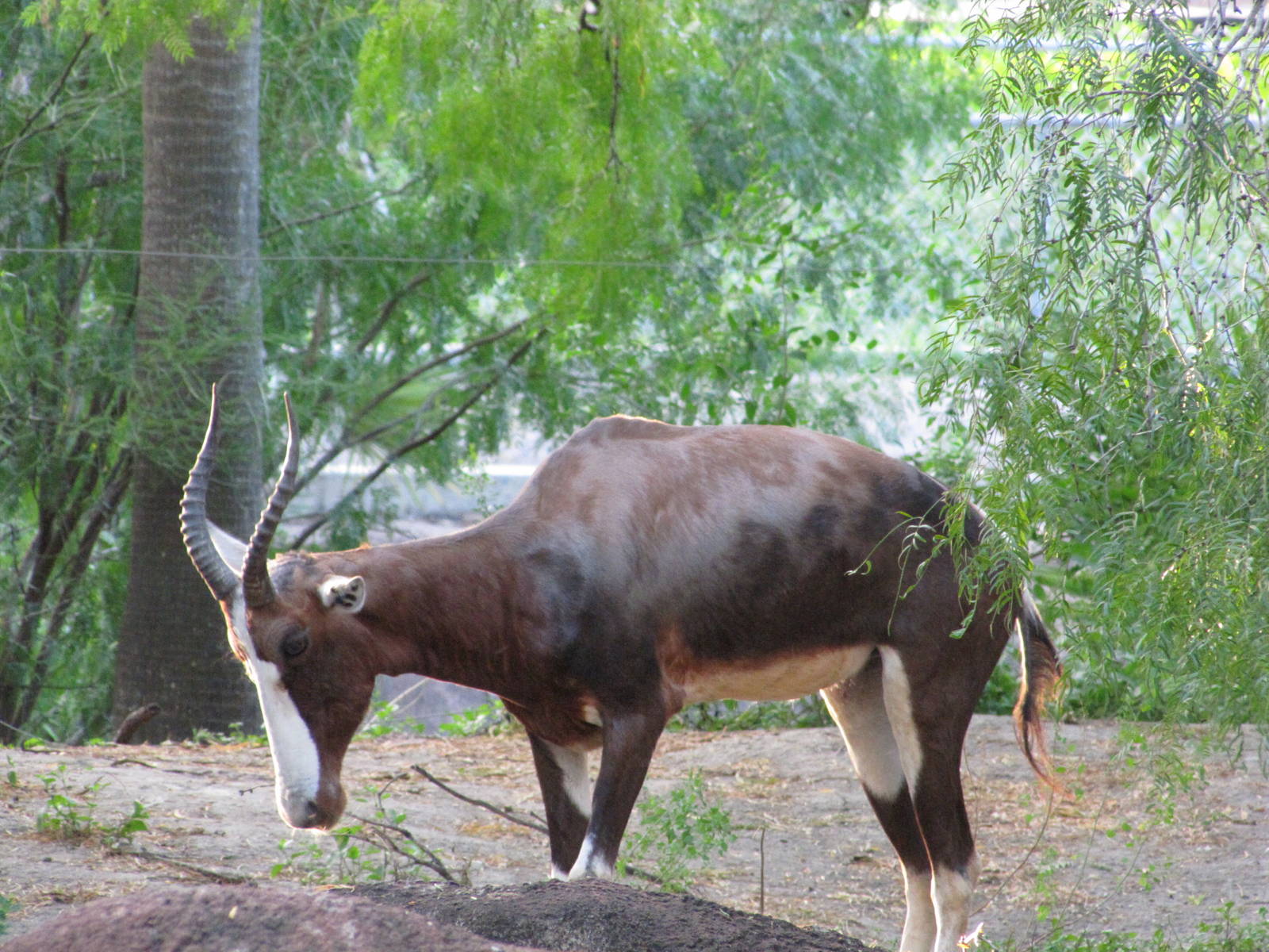 Gladys Porter Zoo 2010 - Bontebok