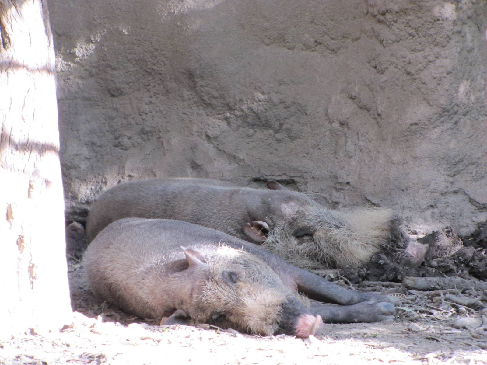 Gladys Porter Zoo 2010 - Bornean Bearded Pigs