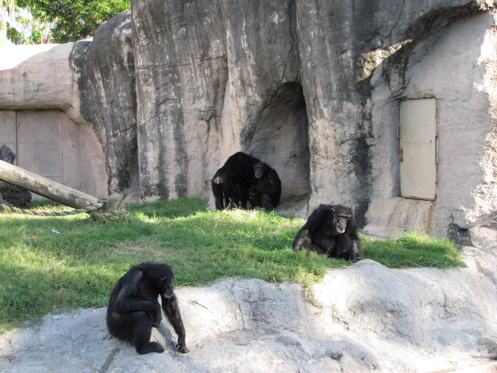 Gladys Porter Zoo 2010 - Chimpanzee connection