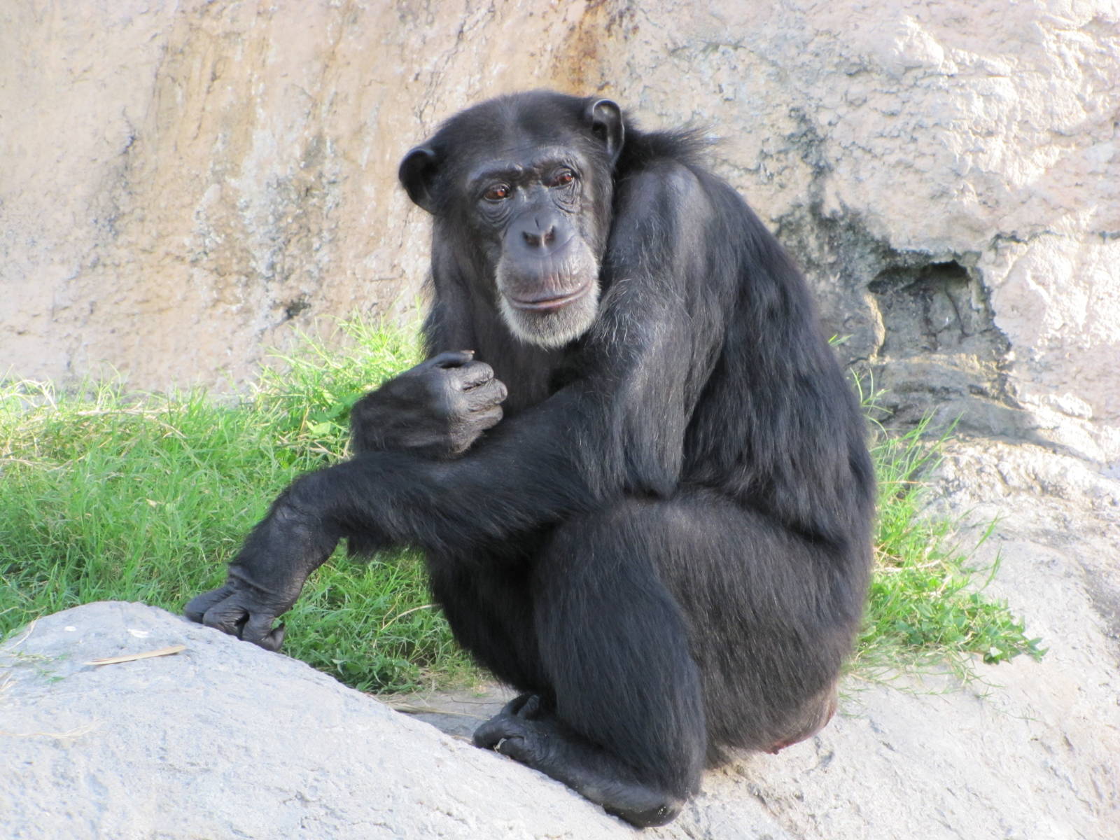 Gladys Porter Zoo 2010 - Chimpanzee