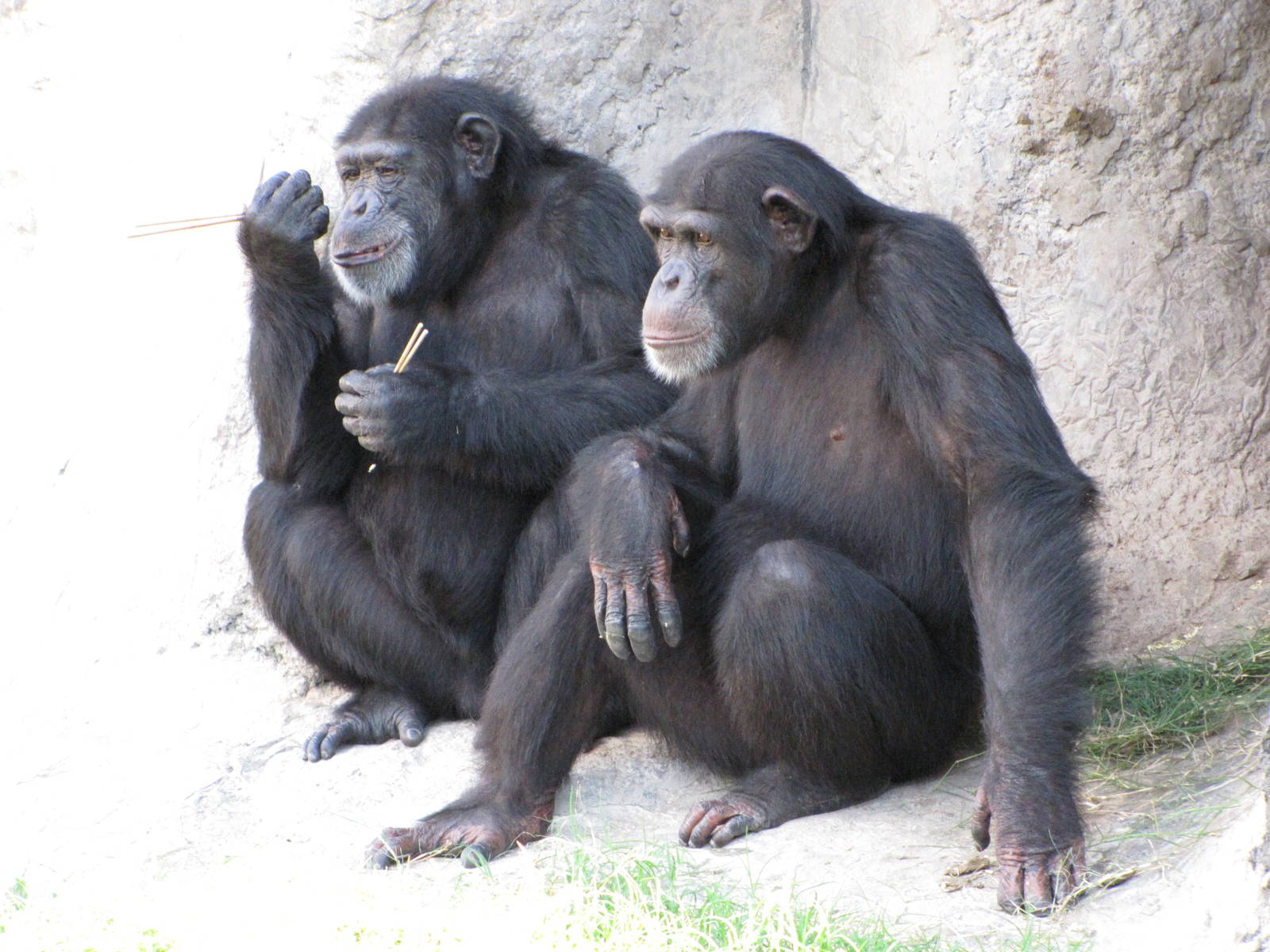 Gladys Porter Zoo 2010 - Chimpanzees