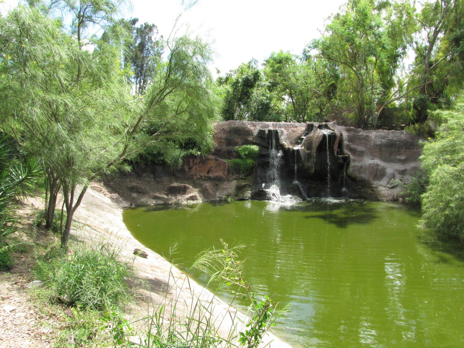 Gladys Porter Zoo 2010 - Crocodile or Alligator exhibit?