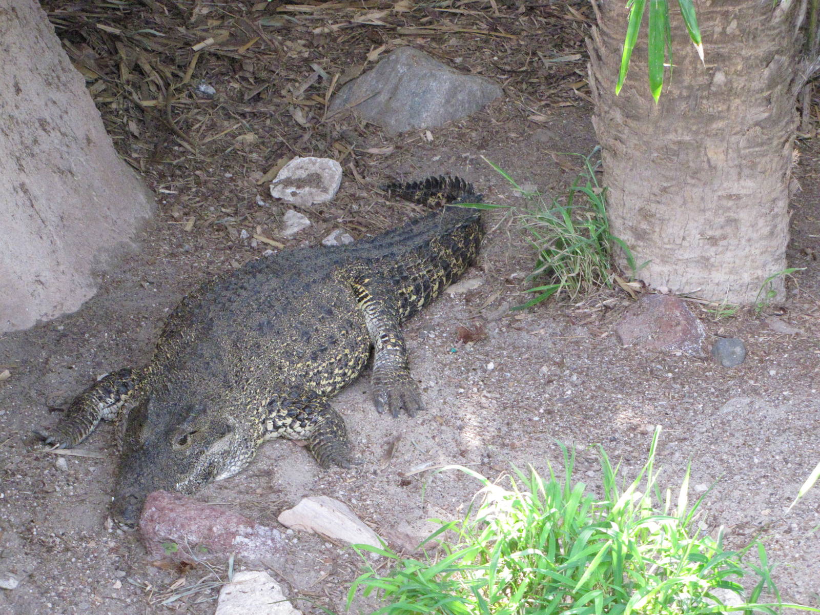 Gladys Porter Zoo 2010 - Cuban Crocodile
