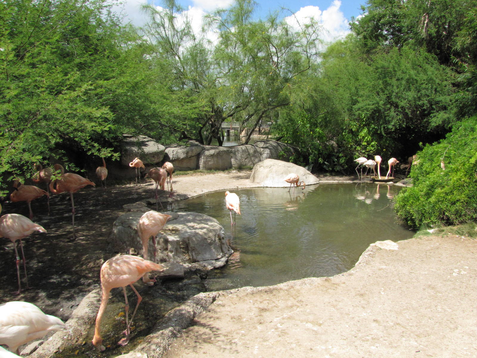 Gladys Porter Zoo 2010 - Flamingo exhibit