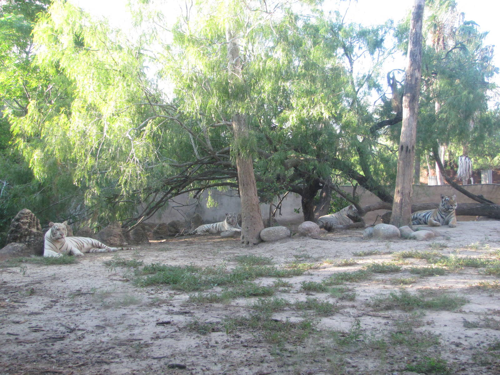 Gladys Porter Zoo 2010 - Four Bengal Tigers
