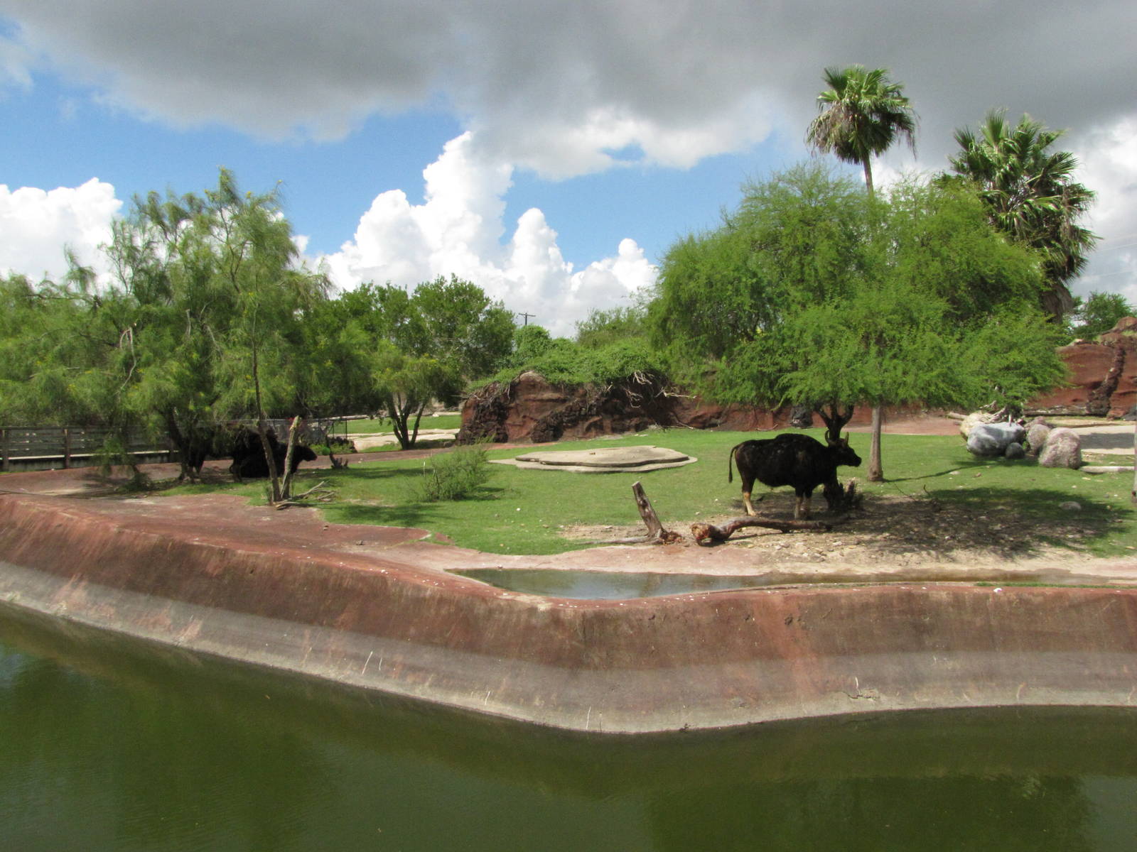 Gladys Porter Zoo 2010 - Gaur exhibit