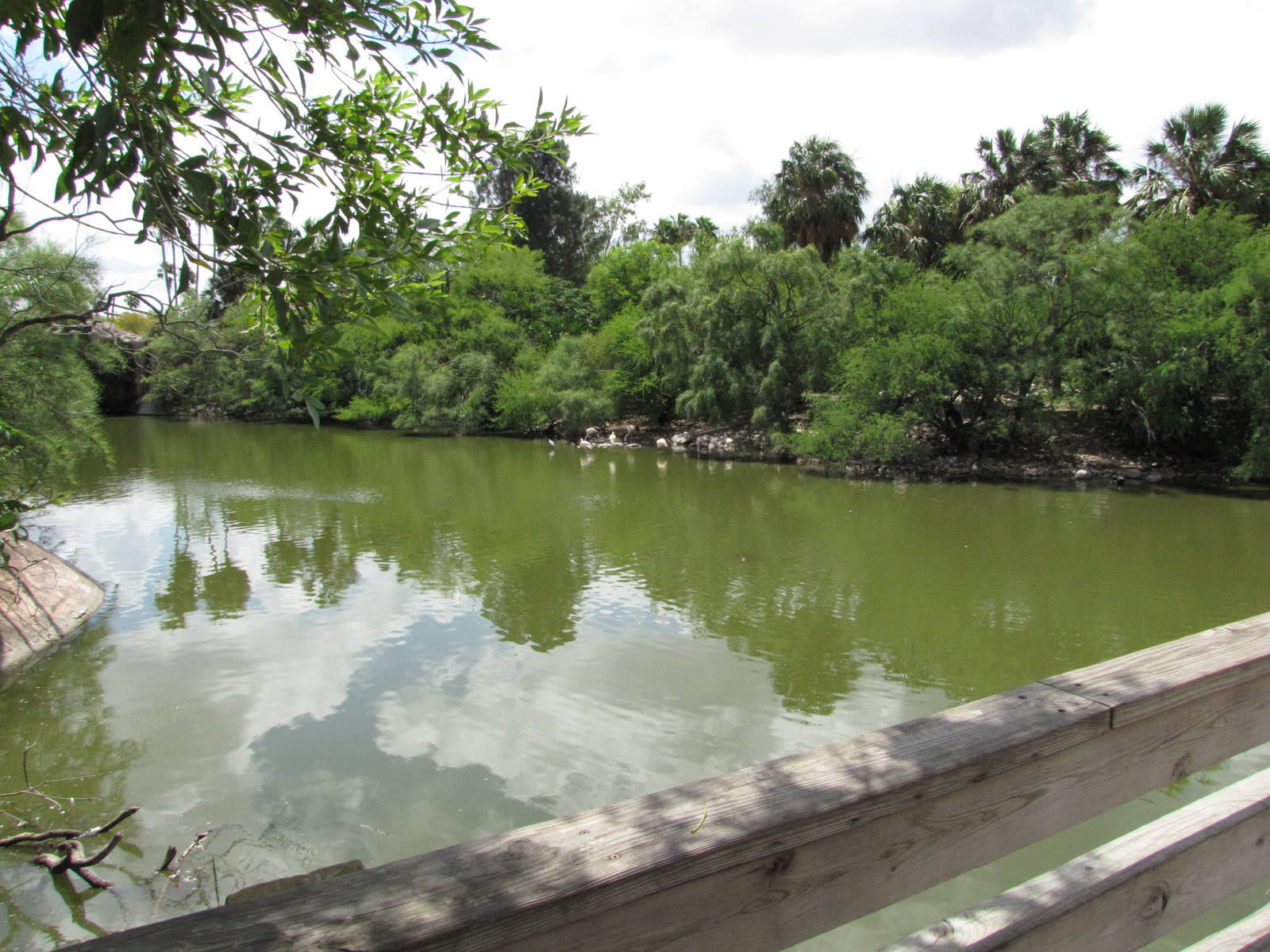 Gladys Porter Zoo 2010 - General view in the Tropical America section