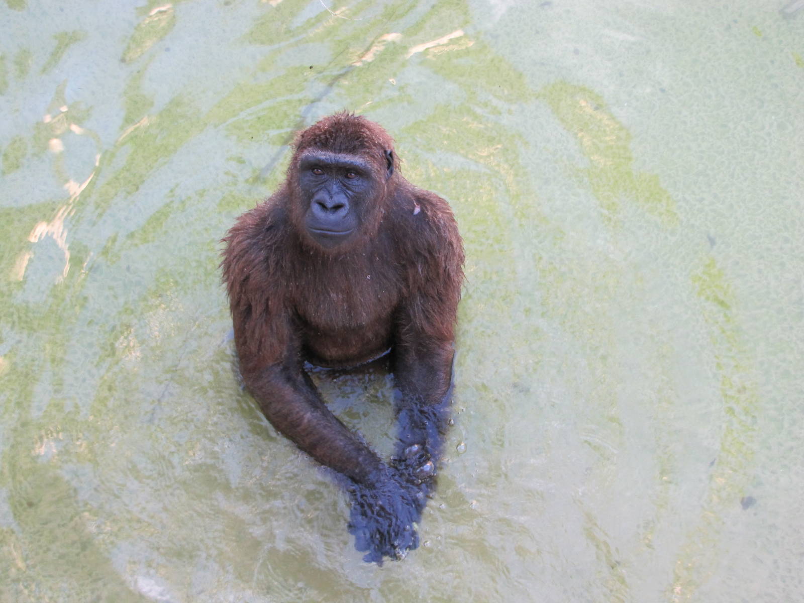 Gladys Porter Zoo 2010 - Gorilla in the water