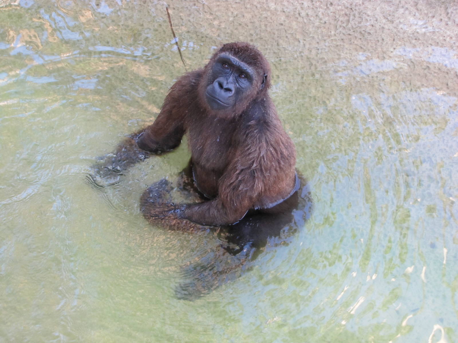 Gladys Porter Zoo 2010 - Gorilla in the water