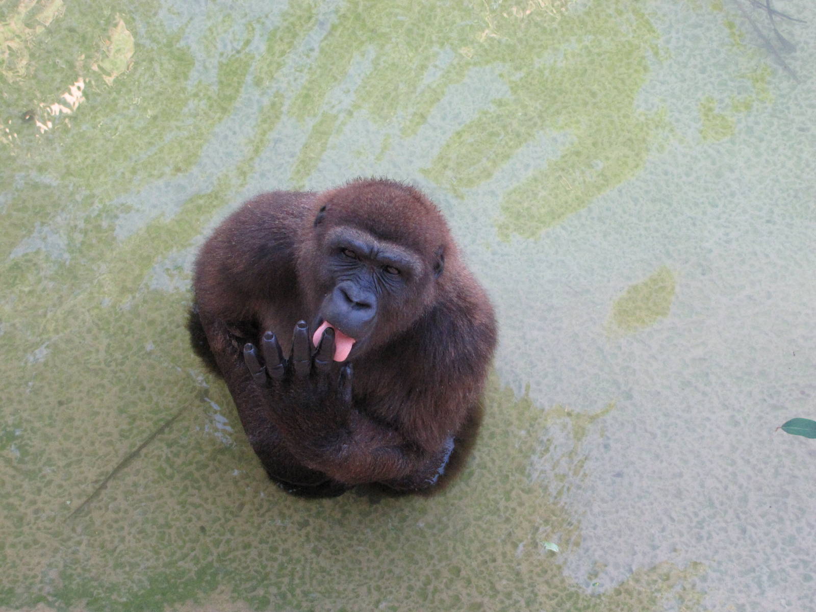 Gladys Porter Zoo 2010 - Gorilla in the water
