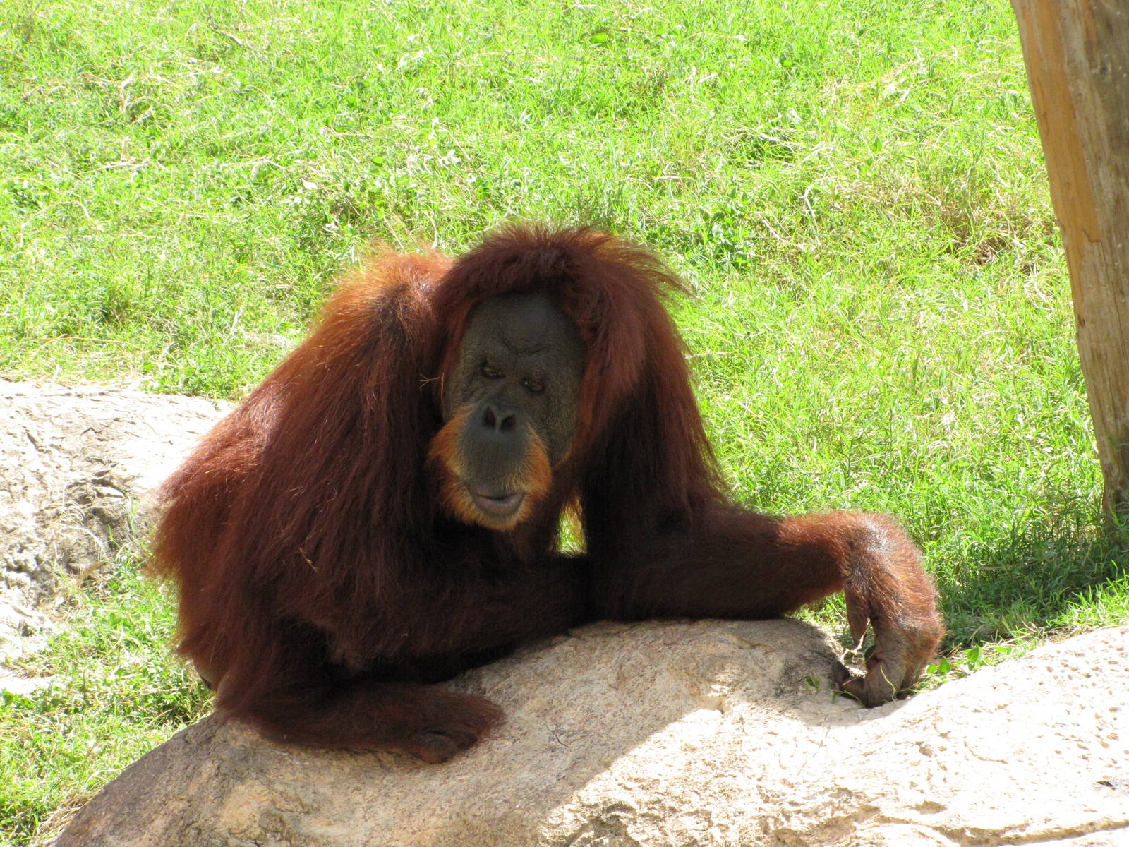 Gladys Porter Zoo 2010 - Grandmother gets a break