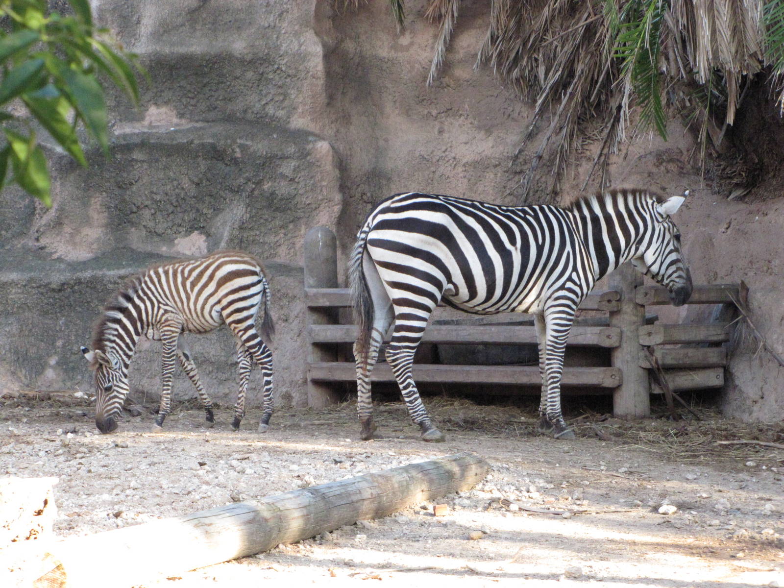 Gladys Porter Zoo 2010 - Grants Zebra and foal