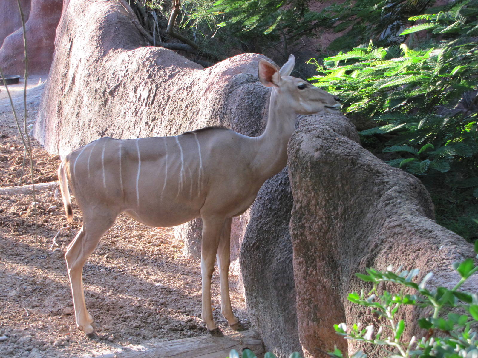 Gladys Porter Zoo 2010 - Greater Kudu looking over to the Jentinks duiker