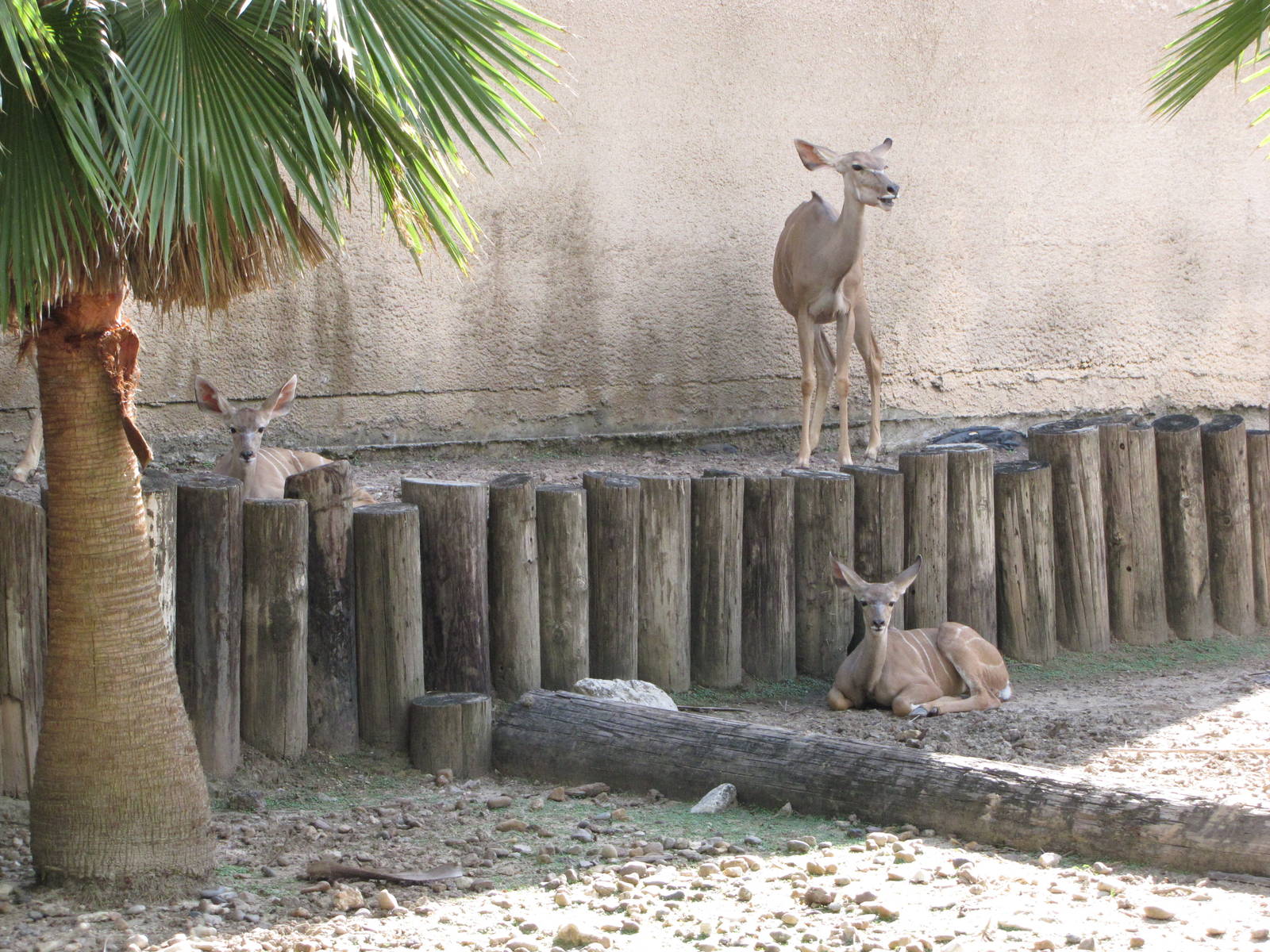 Gladys Porter Zoo 2010 - Greater Kudu