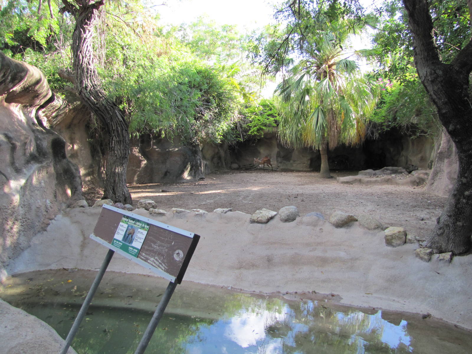 Gladys Porter Zoo 2010 - Harnessed Bushbuck exhibit