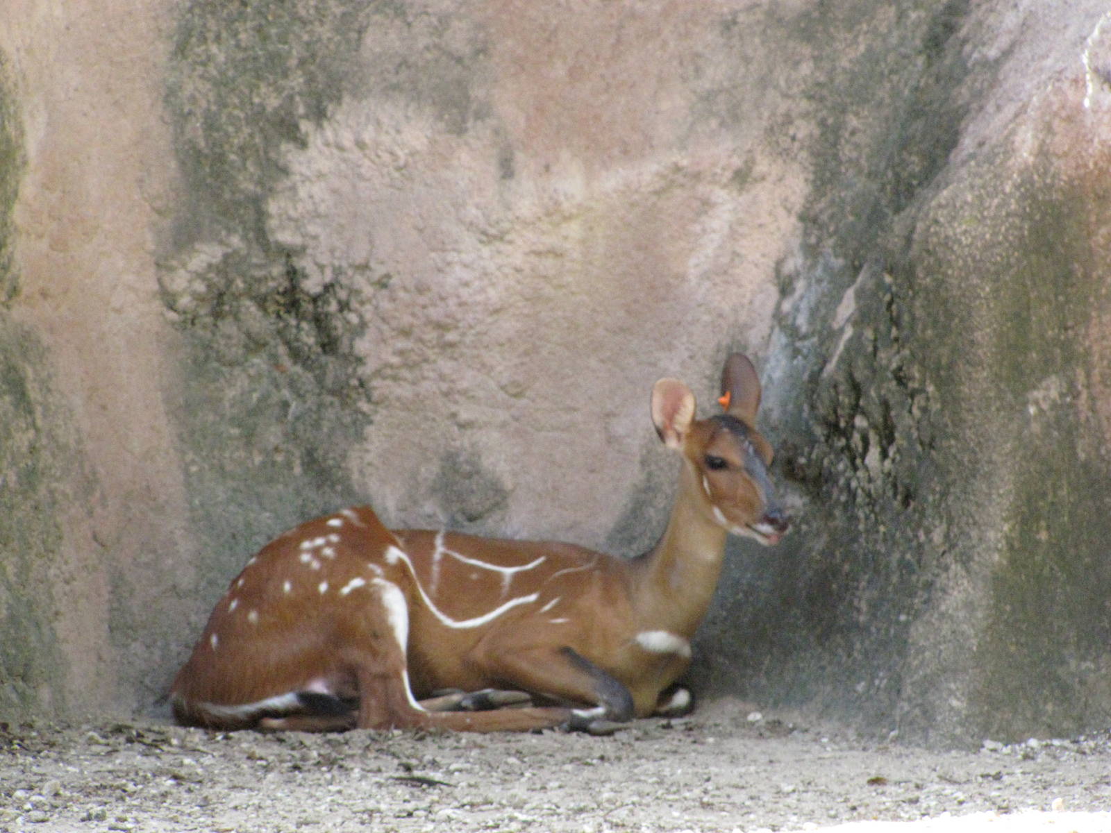 Gladys Porter Zoo 2010 - Harnessed Bushbuck