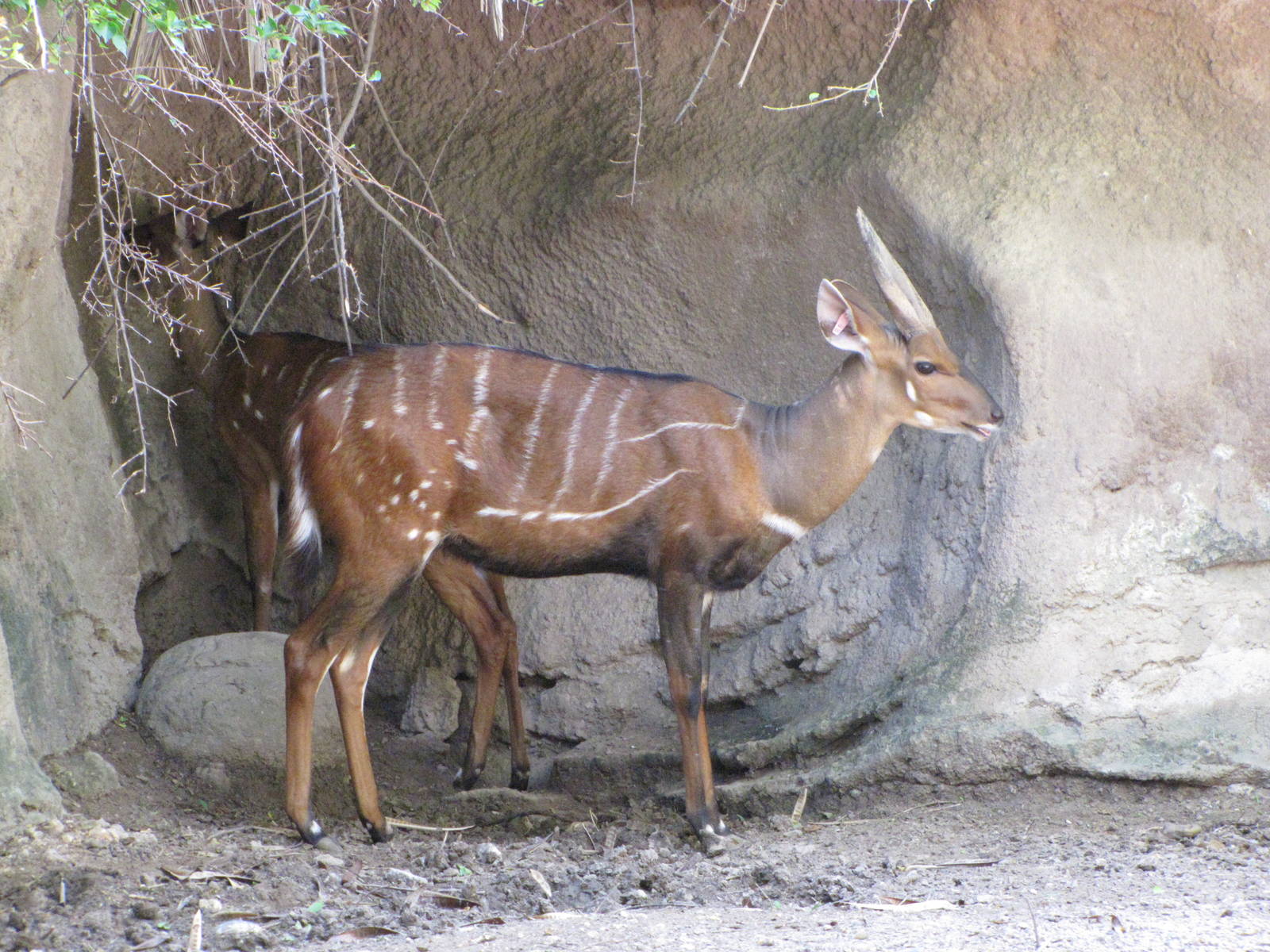 Gladys Porter Zoo 2010 - Harnessed Bushbuck