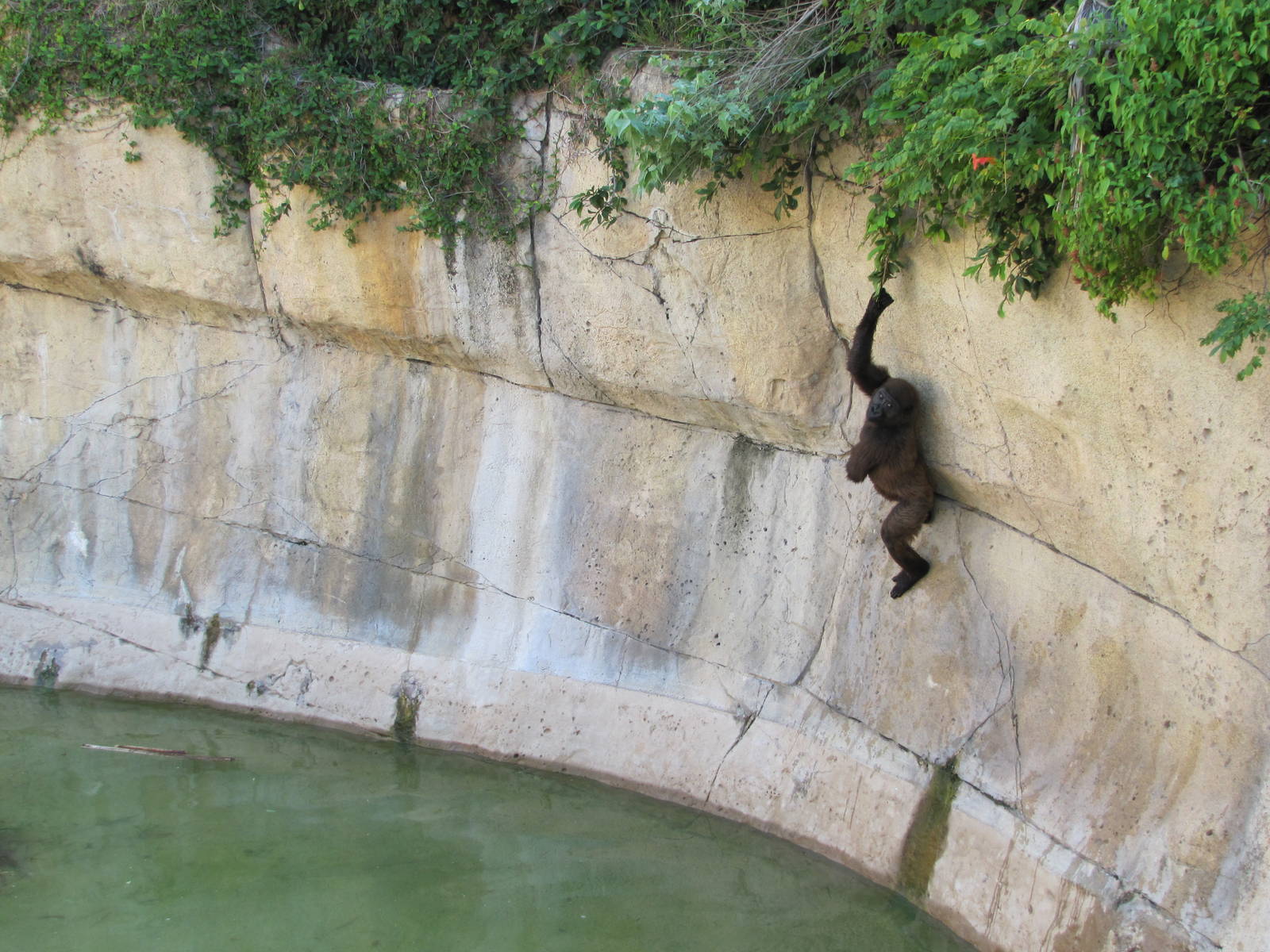 Gladys Porter Zoo 2010 - I thought that I was about to witness an escape